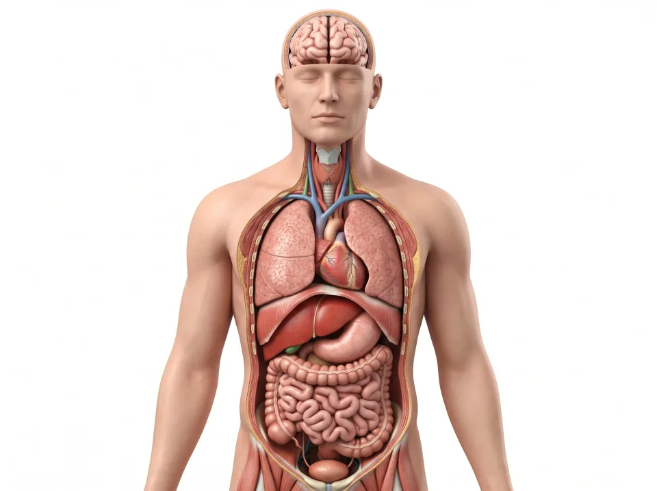Anatomical illustration showing the body in the coronal plane
